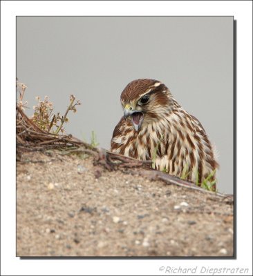 Smelleken - Falco columbarius - Merlin