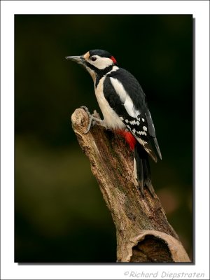 Grote Bonte Specht - Dendrocopos major - Great Spotted Woodpecker