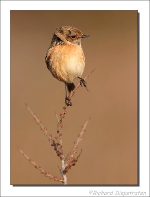 Roodborsttapuit - Saxicola torquata - Stonechat