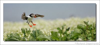 Papegaaiduiker - Fratercula arctica - Puffin