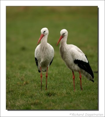Ooievaar    -    White Stork