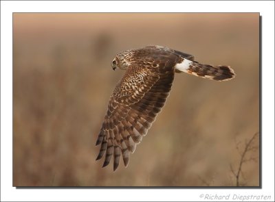 Blauwe Kiekendief  - Circus cyaneus - Hen Herrier