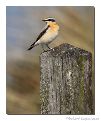 Tapuit - Oenanthe oenanthe - Wheatear