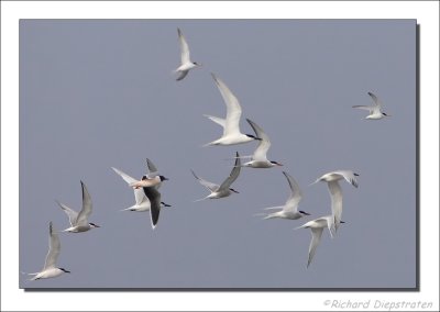 Little Gull, Little Tern, Sandwich Tern and Common Tern