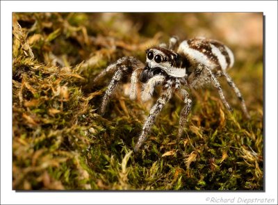 Zebraspin - Salticus scenicus - Zebra Spider