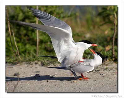 Visdiefje - Sterna hirundo - Common Tern