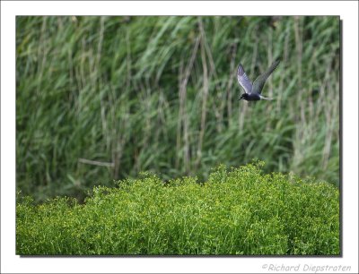 Zwarte Stern - Chlidonias niger - Black Tern