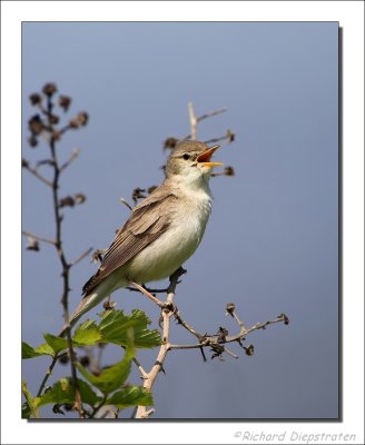 Vale Spotvogel - Hippolais pallida - Olivaceous Warbler