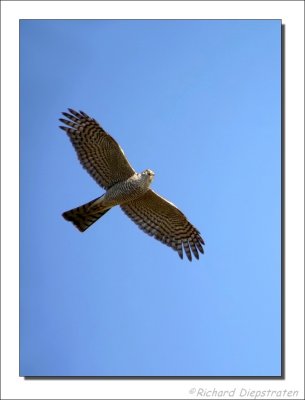 Sperwer - Accipiter nisus - Sparrow Hawk