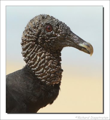 Zwarte Gier - Coragyps atratus - Black Vulture