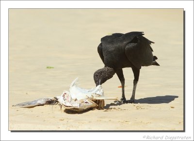 Zwarte Gier - Coragyps atratus - Black Vulture