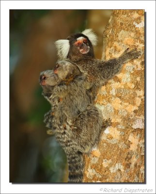 Witoorpenseelaap - Callithrix jacchus - White ear tufted marmoset