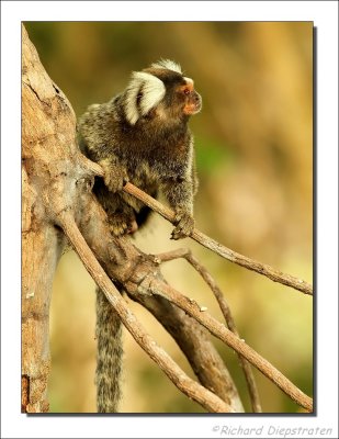 Witoorpenseelaap - Callithrix jacchus - White ear tufted marmoset