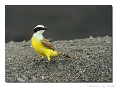 Grote Kiskadie - Pitangus sulphuratus - Great Kiskadee