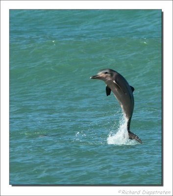 Grijze Dolfijn - Sotalia guianensis - Guiana Dolphin