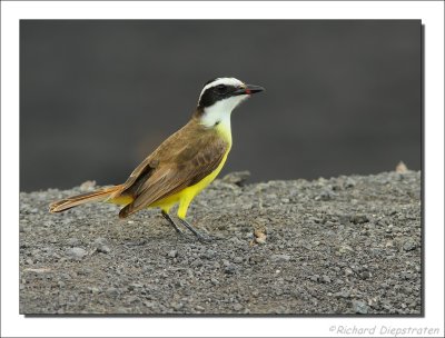 Grote Kiskadie - Pitangus sulphuratus - Great Kiskadee