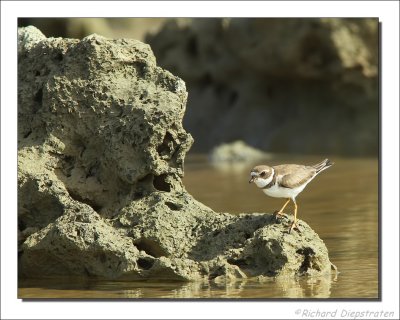 Amerikaanse Bontbekplevier - Charadrius semipalmatus - Semipalmated Plover