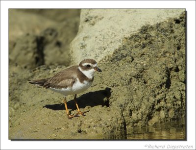 Amerikaanse Bontbekplevier - Charadrius semipalmatus - Semipalmated Plover