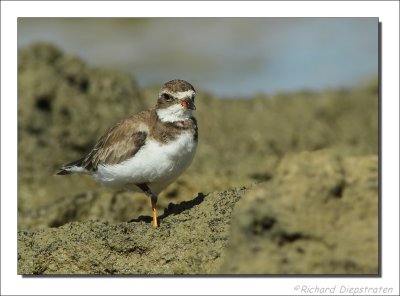 Amerikaanse Bontbekplevier - Charadrius semipalmatus - Semipalmated Plover