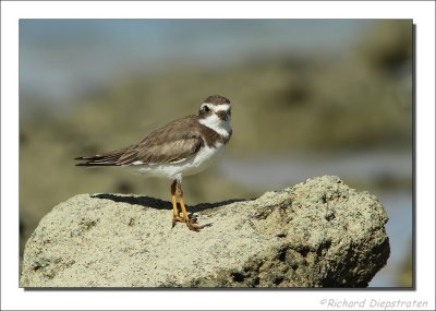 Amerikaanse Bontbekplevier - Charadrius semipalmatus - Semipalmated Plover