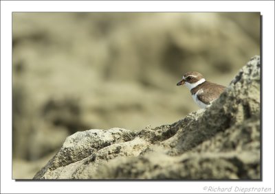 Amerikaanse Bontbekplevier - Charadrius semipalmatus - Semipalmated Plover