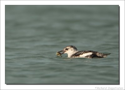 Zwarte Zeekoet    -    Black Guillemot