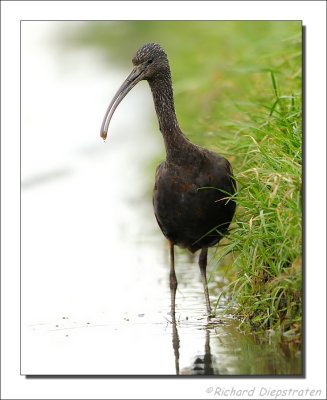 Zwarte Ibis - Plegadis falcinellus - Glossy Ibis