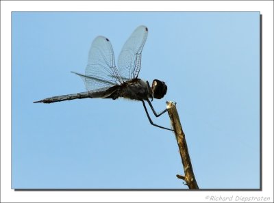 Libel    -    Dragonfly