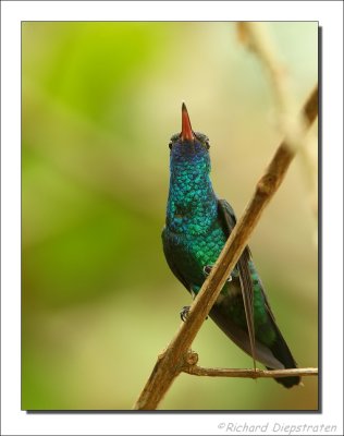 Blauwkeel-saffierkolibrie - Chlorestes notata - Blue-chinned Sapphire