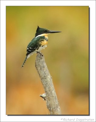 Groene IJsvogel - Chloroceryle americana  - Green Kingfisher