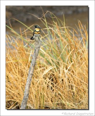 Groene IJsvogel - Chloroceryle americana  - Green Kingfisher