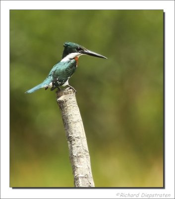 Groene IJsvogel - Chloroceryle americana  - Green Kingfisher
