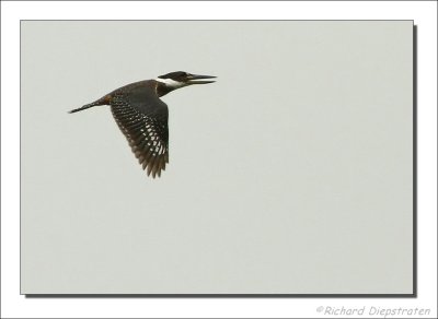 Amerikaanse Reuzenijsvogel - Megaceryle torquata - Ringed Kingfisher