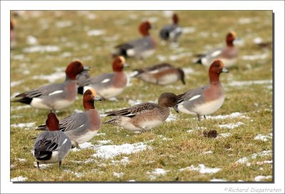 Smient - Anas penelope - Wigeon