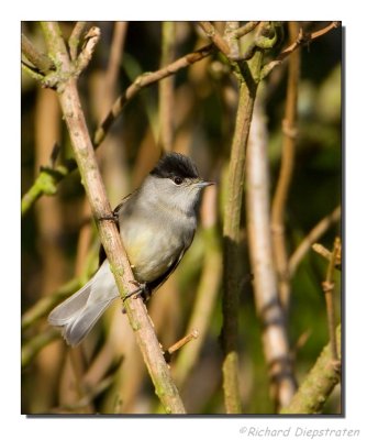 Zwartkop - Sylvia atricapilla - Blackcap