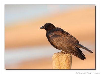 Zwarte Kraai  - Corvus corone - Carrion Crow