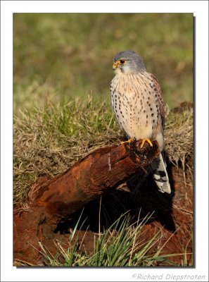 Torenvalk - Falco tinnunculus - Common Kestrel