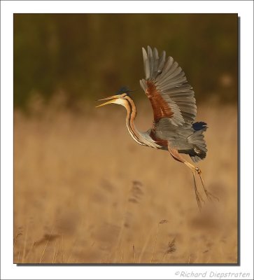 Purperreiger - Ardea purpurea - Purple Heron