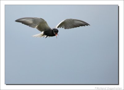 Zwarte Stern - Chlidonias niger - Black Tern