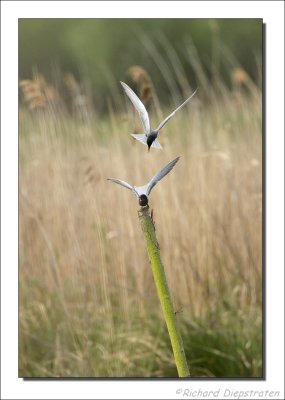 Zwarte Stern - Chlidonias niger - Black Tern