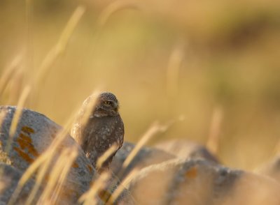 Steenuil - Athene noctua - Little Owl