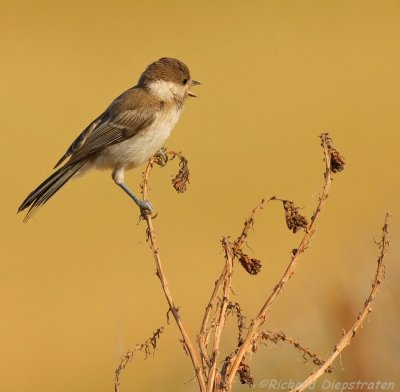 Rouwmees - Parus lugubris - Somber Tit