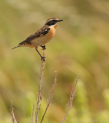 Paapje - Saxicola rubetra - Whinchat