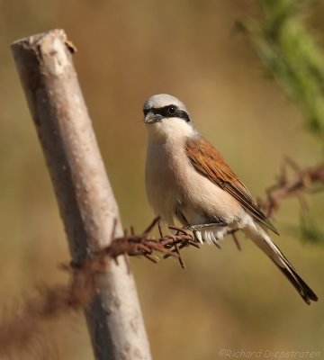 Grauwe Klauwier - Lanius collurio - Red-backed Shrike