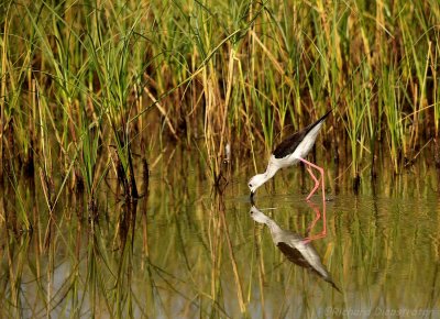 Steltkluut - Himantopus himantopus - Black-winged Stilt