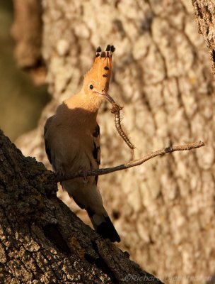 Hop - Upupa epops - Hoopoe