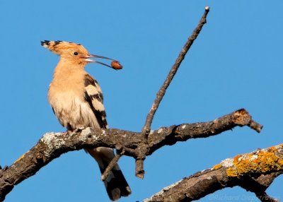 Hop - Upupa epops - Hoopoe