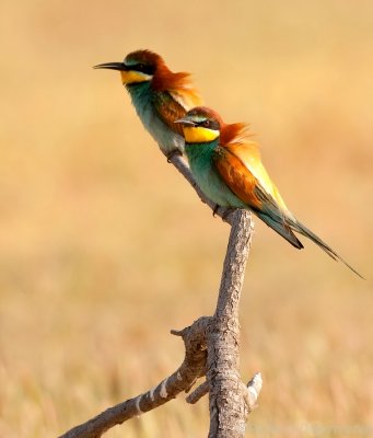 Bijeneter - Merops apiaster - Bee-eater