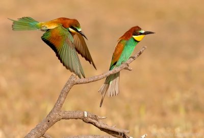 Bijeneter - Merops apiaster - Bee-eater