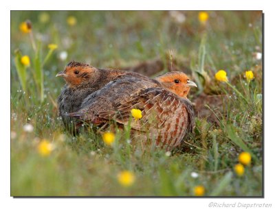 Patrijs - Perdix perdix - Partridge